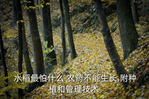  水稻最怕什么 農藥不能生長,附種植和管理技術