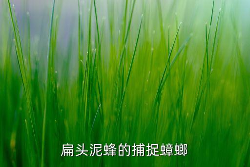 扁頭泥蜂的捕捉蟑螂