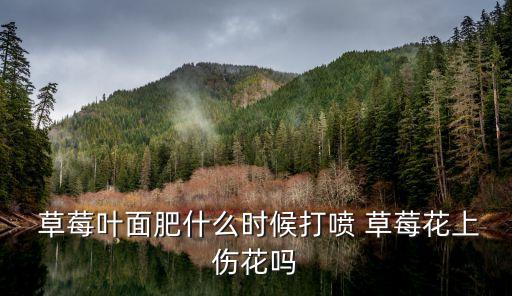  草莓葉面肥什么時候打噴 草莓花上傷花嗎