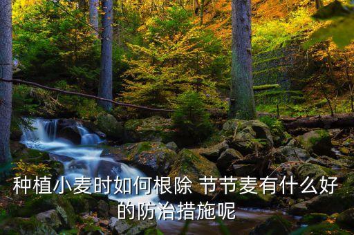 種植小麥時(shí)如何根除 節(jié)節(jié)麥有什么好的防治措施呢
