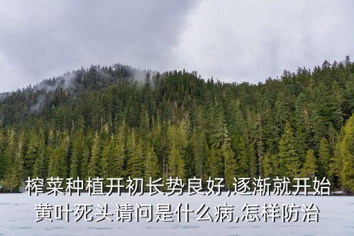  榨菜種植開初長勢良好,逐漸就開始黃葉死頭請問是什么病,怎樣防治