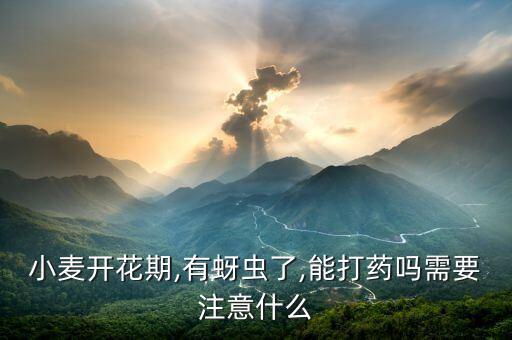 小麥開花期,有蚜蟲了,能打藥嗎需要注意什么