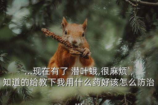 什么農(nóng)藥殺死潛葉蛾子最好