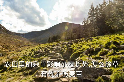 麥子打農藥用什么方法,野麥子用什么農藥