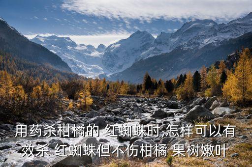 用藥殺柑橘的 紅蜘蛛時,怎樣可以有效殺 紅蜘蛛但不傷柑橘 果樹嫩葉