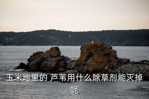 什么農藥能根除蘆葦,不打農藥根除蘆葦方法