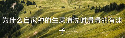 為什么自家種的生菜清洗時滑滑的有沫子