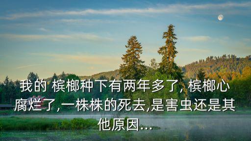 檳榔用什么農藥殺蟲,什么農藥殺蟲效果好期又長
