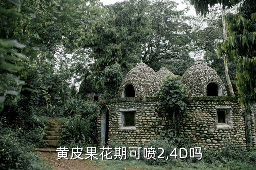  黃皮果花期可噴2,4D嗎