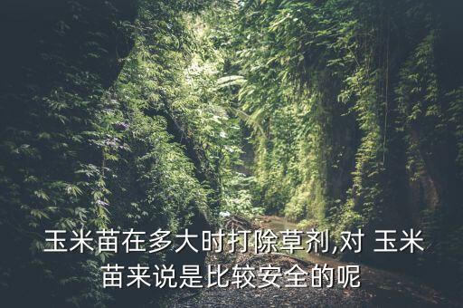  玉米苗在多大時打除草劑,對 玉米苗來說是比較安全的呢