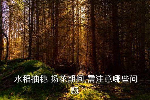  水稻抽穗 揚花期間,需注意哪些問題