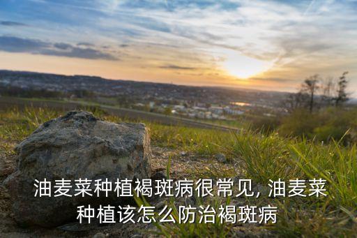  油麥菜種植褐斑病很常見, 油麥菜種植該怎么防治褐斑病