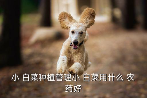 種白菜打什么農藥,白菜打什么農藥山兔子不吃了