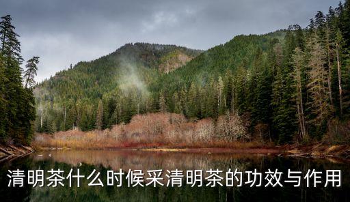 清明茶什么時候采清明茶的功效與作用