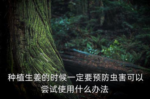  種植生姜的時候一定要預(yù)防蟲害可以嘗試使用什么辦法