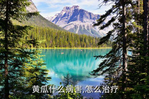 黃瓜有油漢用什么農藥,油黃瓜的正宗腌制方法10斤