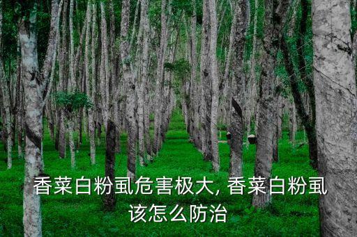 春天香菜打什么農(nóng)藥防蟲(chóng),種植香菜用什么農(nóng)藥