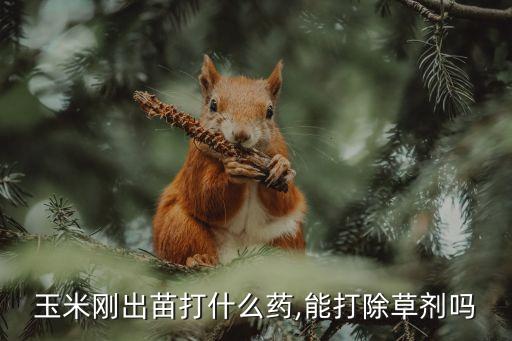 玉米剛出苗打什么藥,能打除草劑嗎