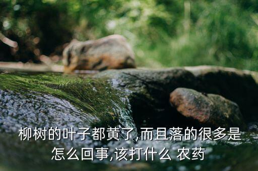  柳樹的葉子都黃了,而且落的很多是怎么回事,該打什么 農(nóng)藥