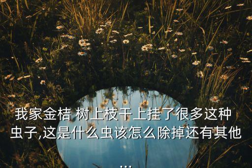 我家金桔 樹上枝干上掛了很多這種 蟲子,這是什么蟲該怎么除掉還有其他...