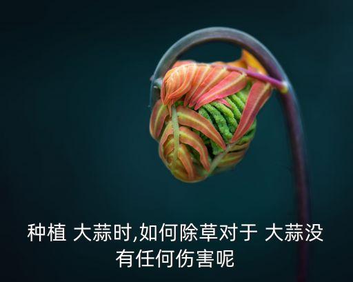 種大蒜放什么農藥好用呢,在水里種大蒜要放什么