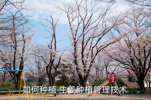 如何種植 生姜種植管理技術