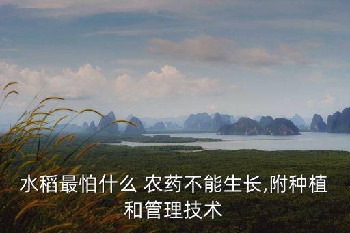 水稻最怕什么 農(nóng)藥不能生長,附種植和管理技術(shù)