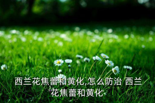  西蘭花焦蕾和黃化,怎么防治 西蘭花焦蕾和黃化