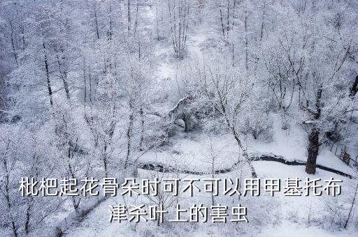  枇杷起花骨朵時(shí)可不可以用甲基托布津殺葉上的害蟲