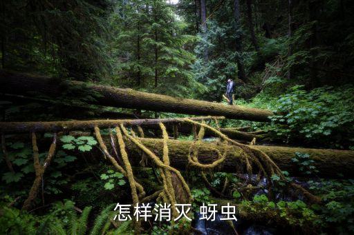 薰衣草蚜蟲用什么農藥,蚜蟲打什么農藥最好