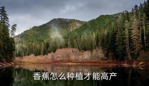  香蕉怎么種植才能高產