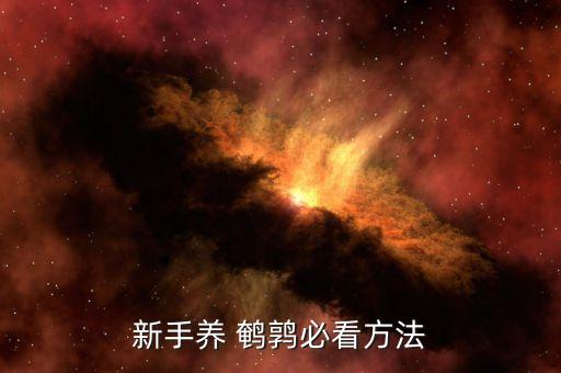 新手養 鵪鶉必看方法