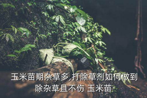  玉米苗期雜草多,打除草劑如何做到除雜草且不傷 玉米苗