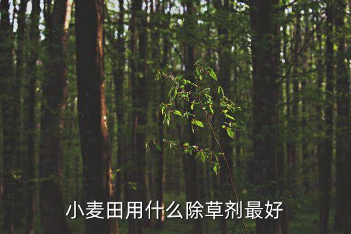 小麥田用什么除草劑最好