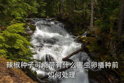  辣椒種子可能帶有什么害蟲卵播種前如何處理