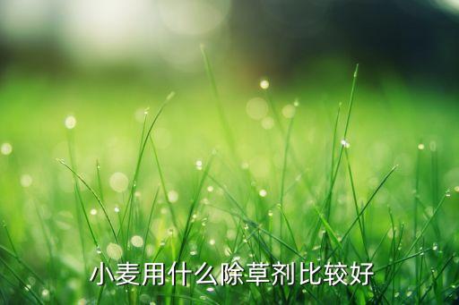 小麥噴農(nóng)藥用什么好呢,現(xiàn)在小麥打什么農(nóng)藥