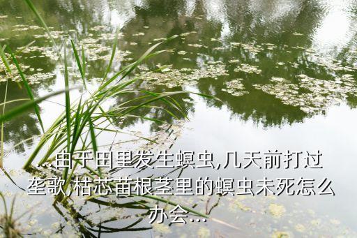農(nóng)藥壟歌的成分是什么,農(nóng)藥福星成分是什么