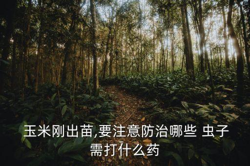  玉米剛出苗,要注意防治哪些 蟲子需打什么藥
