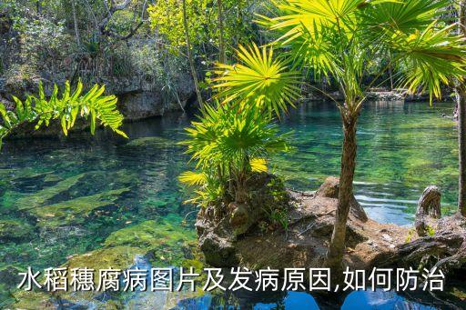 殺稻蝽用什么農(nóng)藥,什么農(nóng)藥殺老鼠效果最好