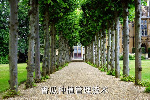 香瓜種植管理技術(shù)