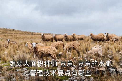 想要大面積種植 豆角, 豆角的水肥管理技術要點有哪些