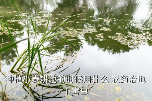 用什么農藥治,桃樹虱子用什么農藥治