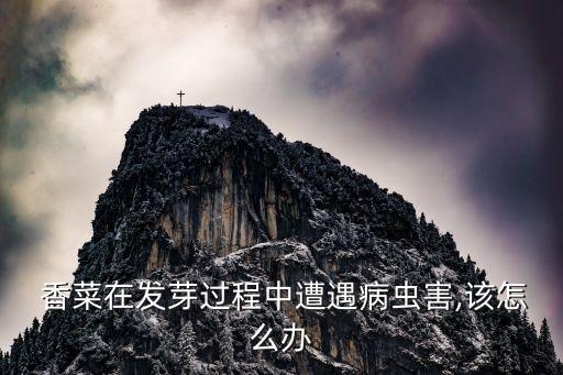  香菜在發芽過程中遭遇病蟲害,該怎么辦