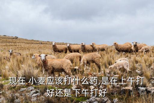 現在 小麥應該打什么藥,是在上午打好還是下午打好
