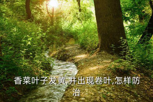  香菜葉子發黃,并出現卷葉,怎樣防治