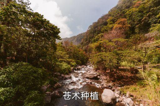  蒼術(shù)種植