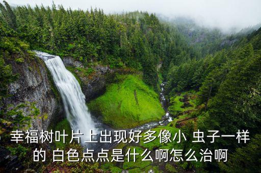 幸福樹葉片上出現(xiàn)好多像小 蟲子一樣的 白色點點是什么啊怎么治啊