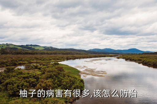沙田柚用什么農藥,吃沙田柚有什么好處