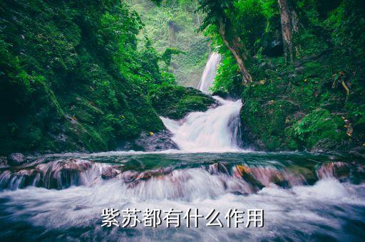 紫蘇都有什么作用