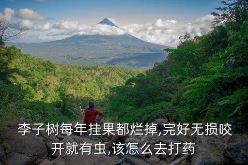  李子樹每年掛果都爛掉,完好無損咬開就有蟲,該怎么去打藥